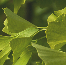 ginkgo biloba